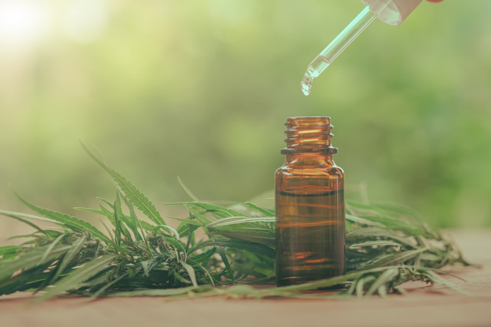 Where to Buy THC Oil in UK and Get the Best Marijuana Buds from Badbuds Online