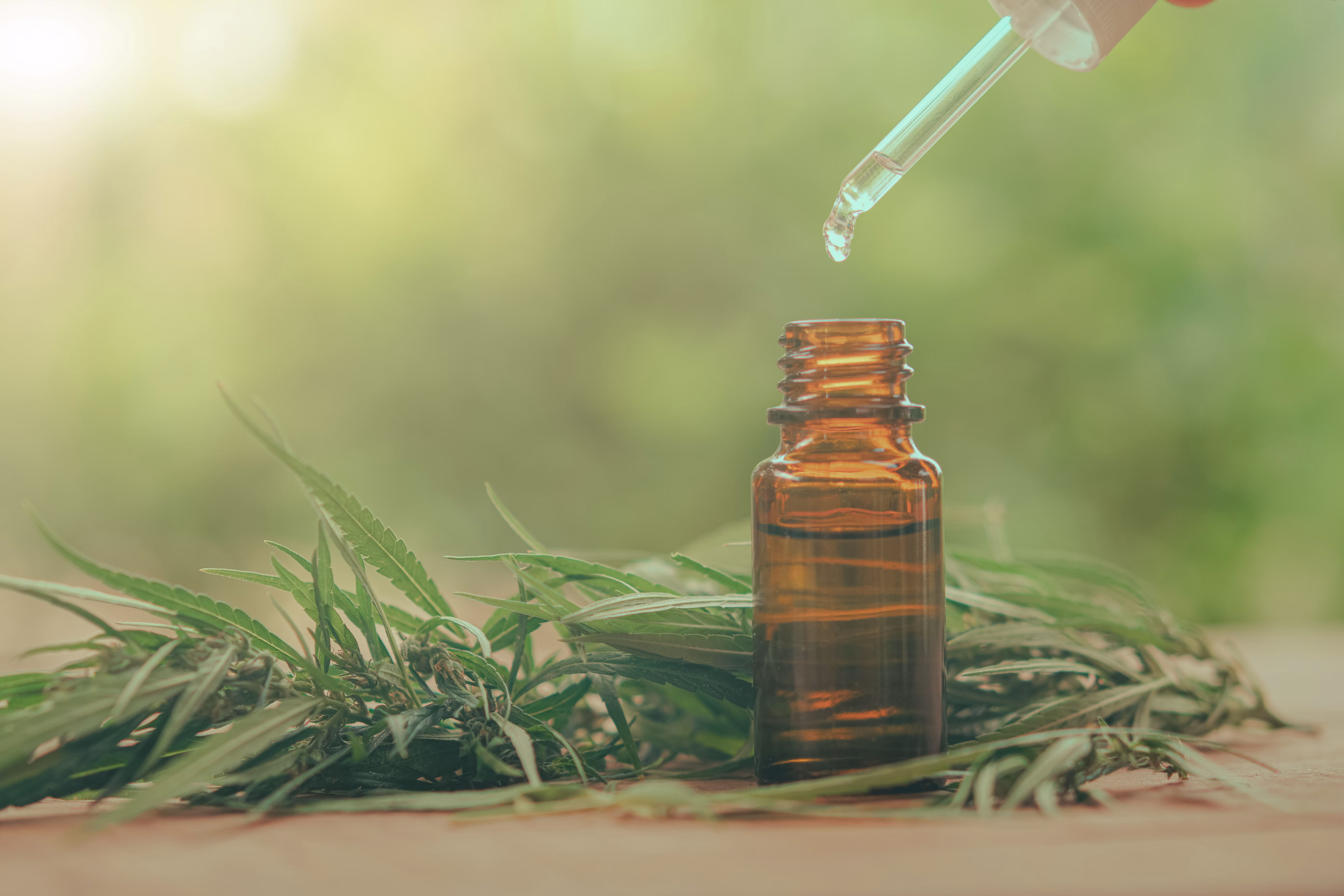 Where to Buy THC Oil in UK and Get the Best Marijuana Buds from Badbuds Online