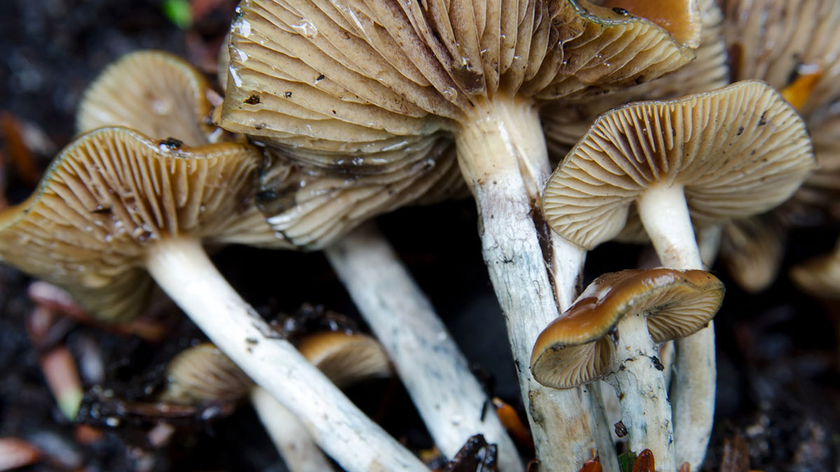 Buy Psychedelic Mushrooms & Magic Truffles – Premium Purity Guaranteed
