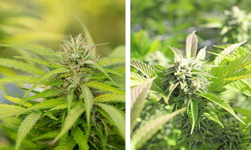 Get Approved & Order Safely with a Medical Cannabis Prescription